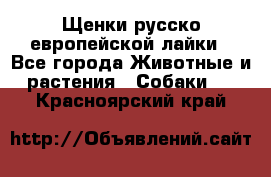 Щенки русско европейской лайки - Все города Животные и растения » Собаки   . Красноярский край